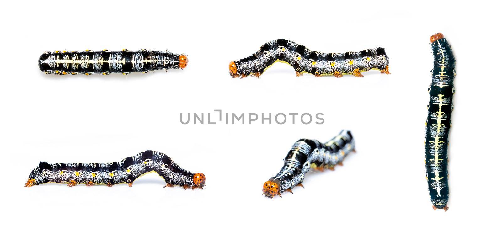Group of caterpillar of moth isolated on white background. Animal. worm. Insect.
 by yod67
