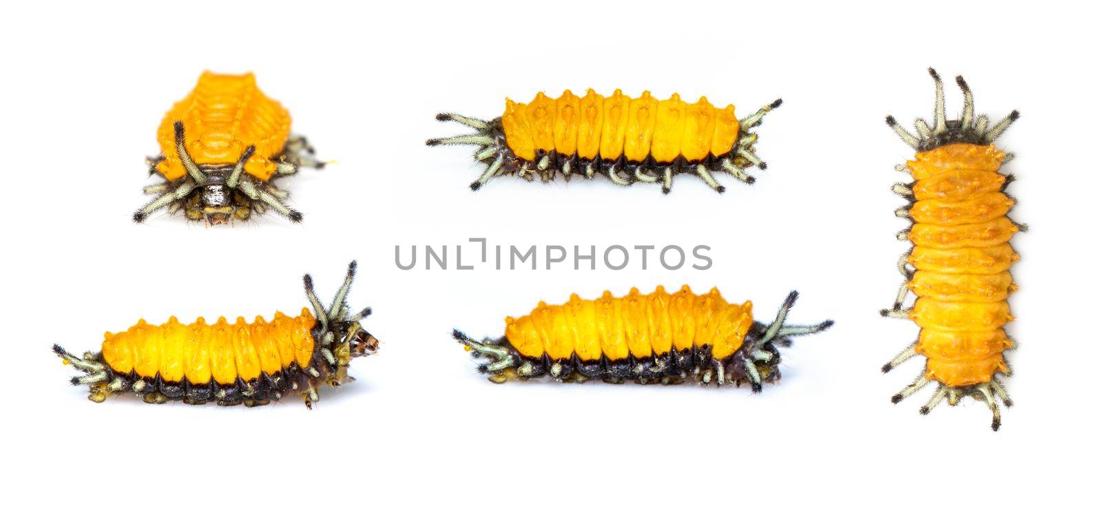 Group of amber caterpillar isolated on white background. Animal. worms. Insect. by yod67