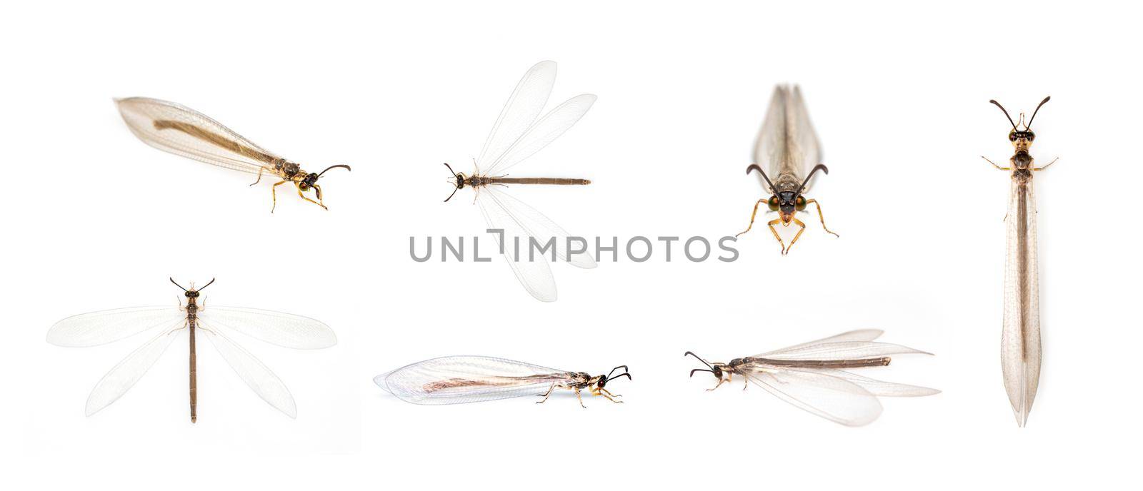 Group of antlions (Distoleon tetragrammicus) isolated on white background. Animal. Insect.