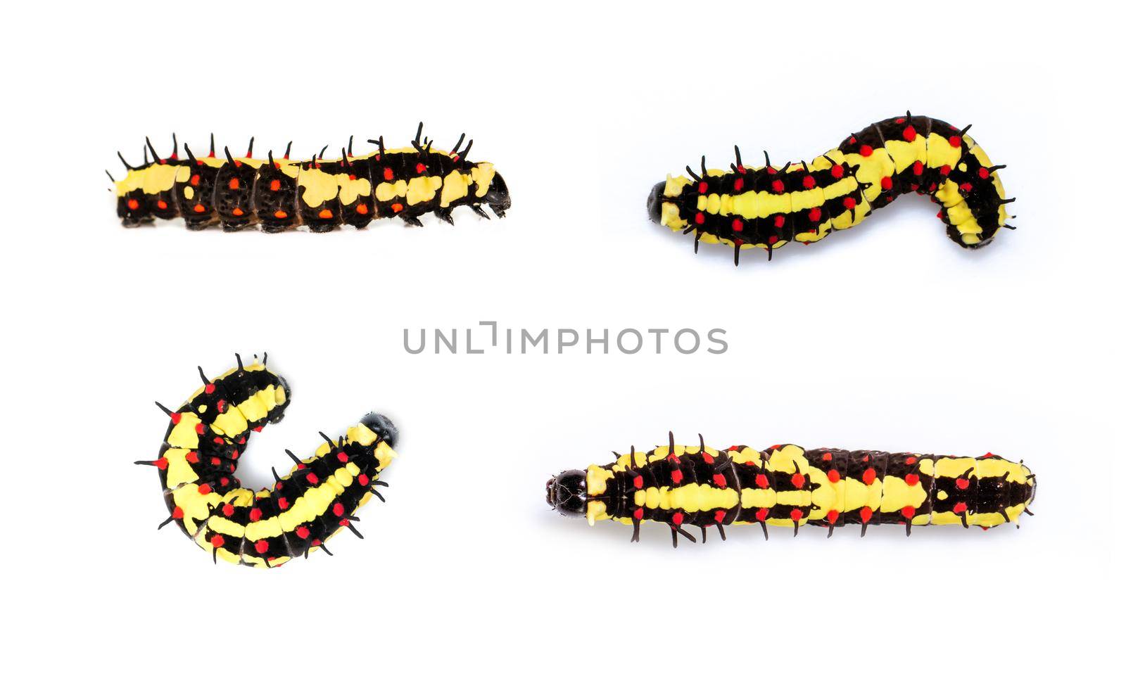 Group of caterpillars of common mime isolated on white background. Animal. Worm. Insect. by yod67