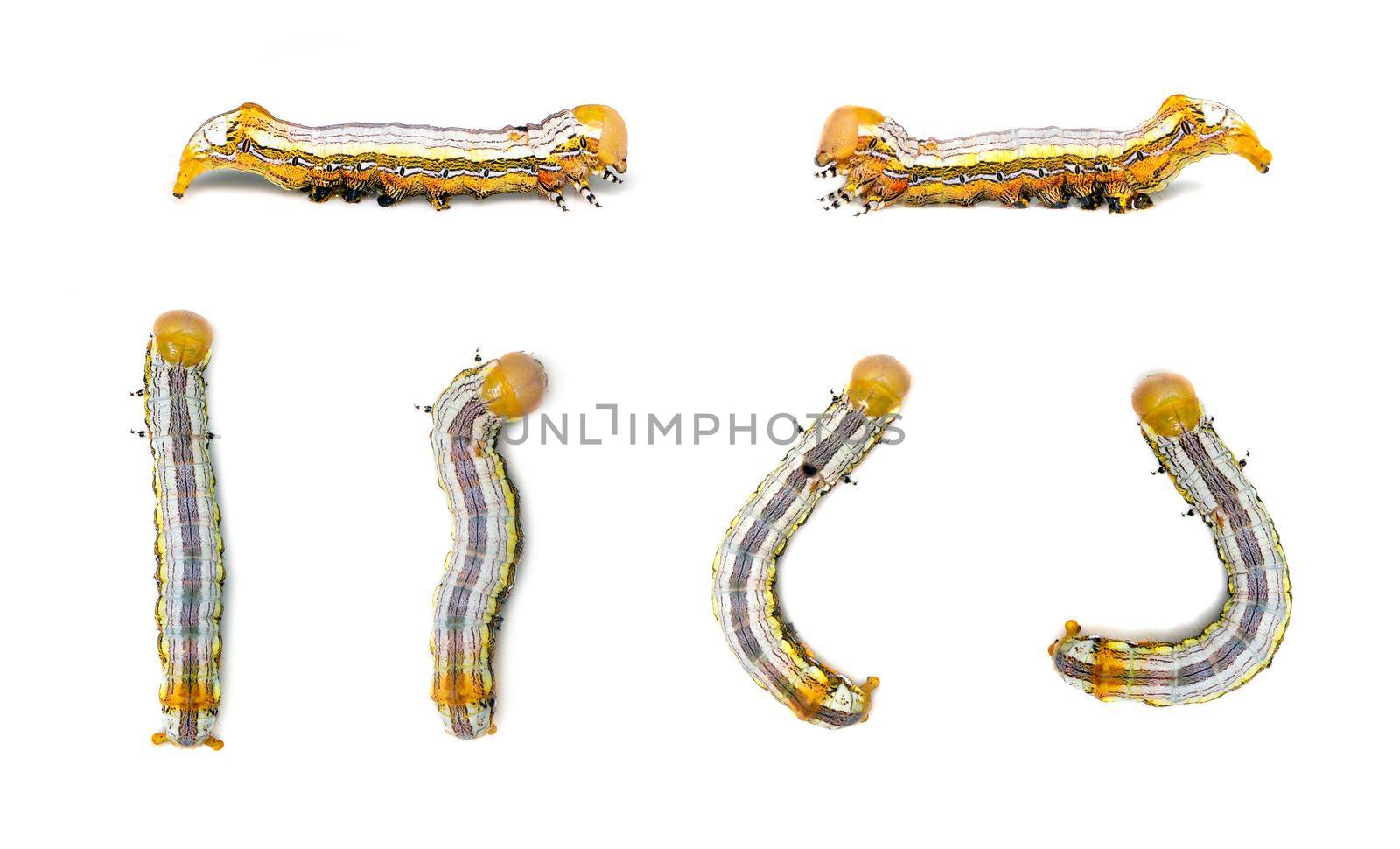 Group of yellow-headed butterfly caterpillars isolated on white background. Animal. Insect. by yod67