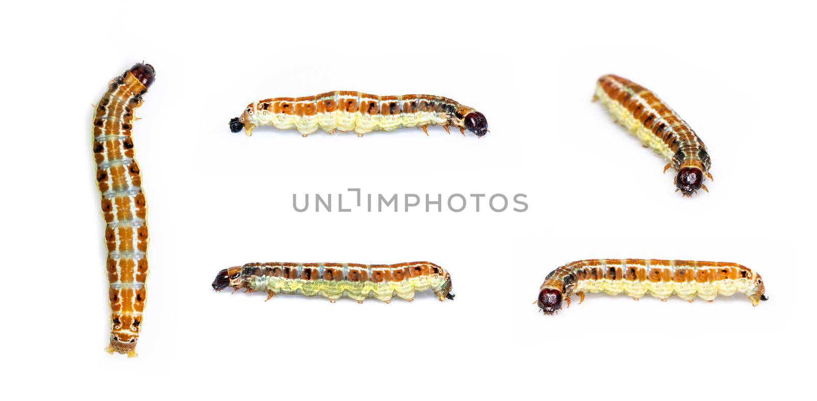 Group of brown pattern caterpillars isolated on white background. Animal. Worm. Insect.