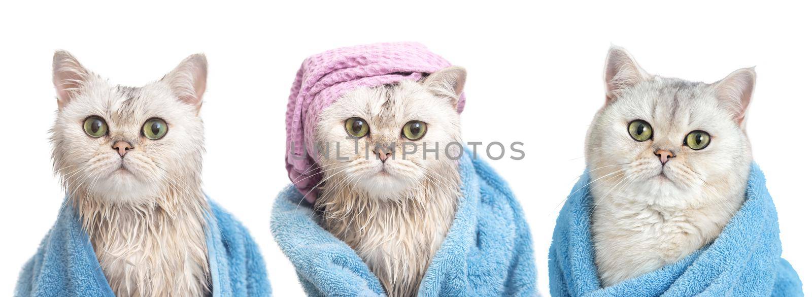 A wide banner of three funny wet white British cats: after bathing, wrapped in a blue towel, in a purple towel on his head and a dry cat in a blue towel, isolated on white background. Close up