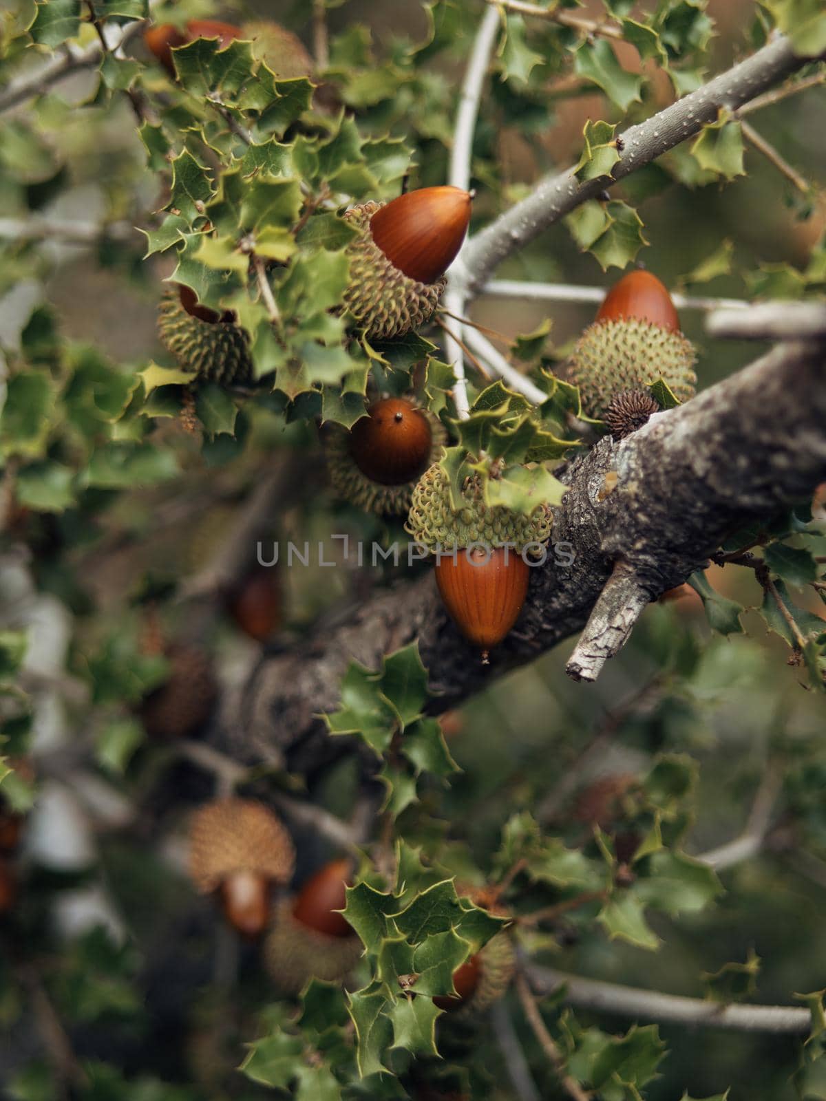Acorns fruits. Closeup acorns fruits in the oak nut tree.