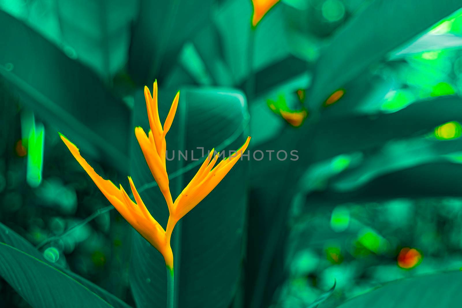 Lobster-claws or Heliconia flowe.  orange flower with tropical green leaves on background