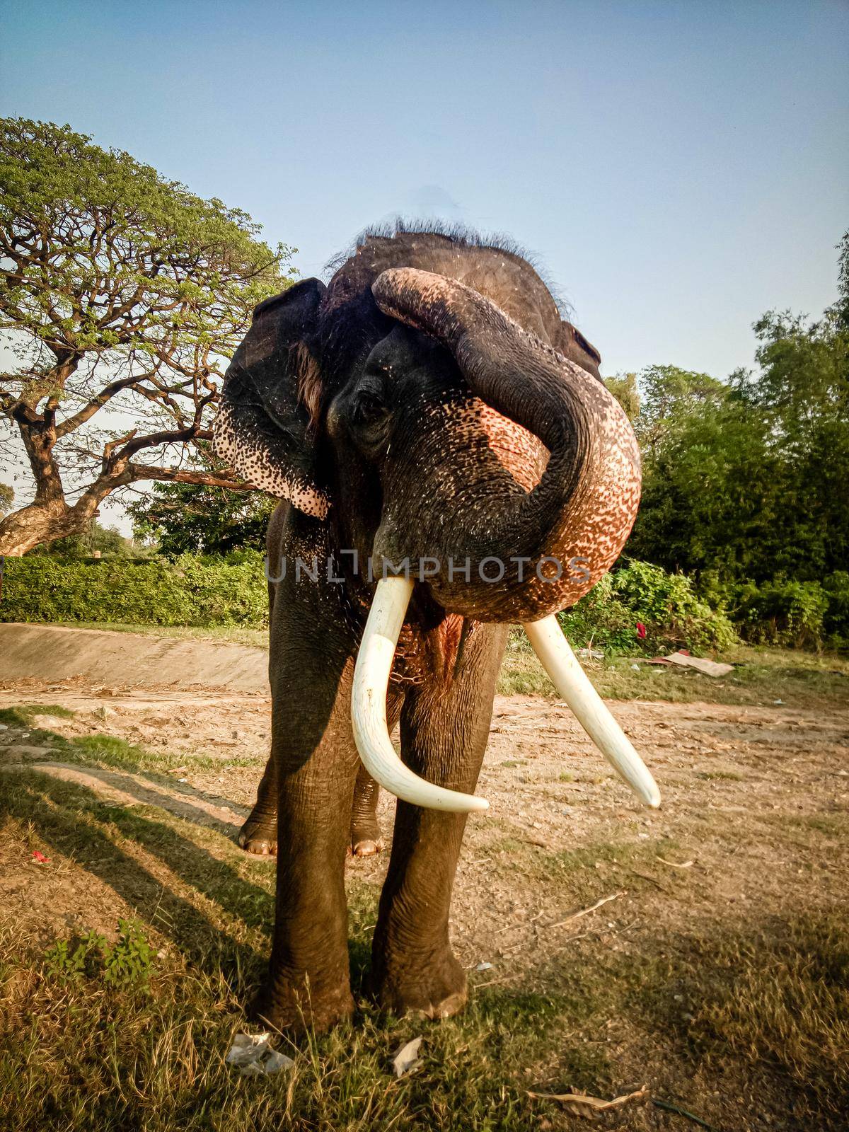 Bull elephant Front view wild animal. by Petrichor