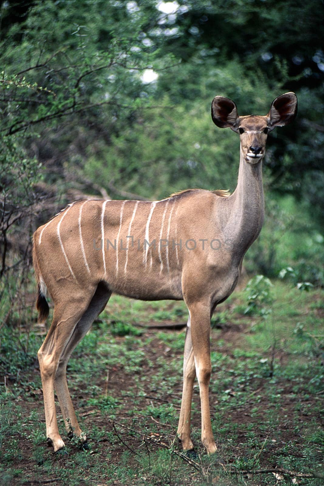 Kudu (Tragelaphus strepsiceros) , Kruger National Park, mpumalanga, south africa