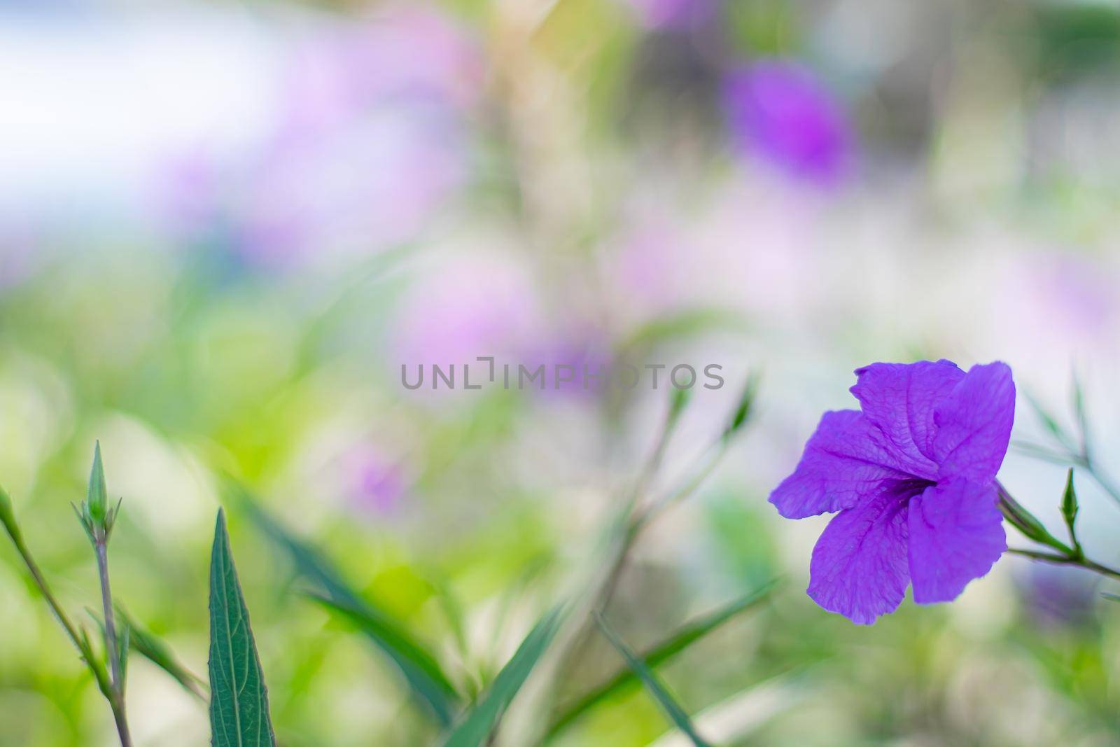 violet wild forest flowers plant over blur spring nature background