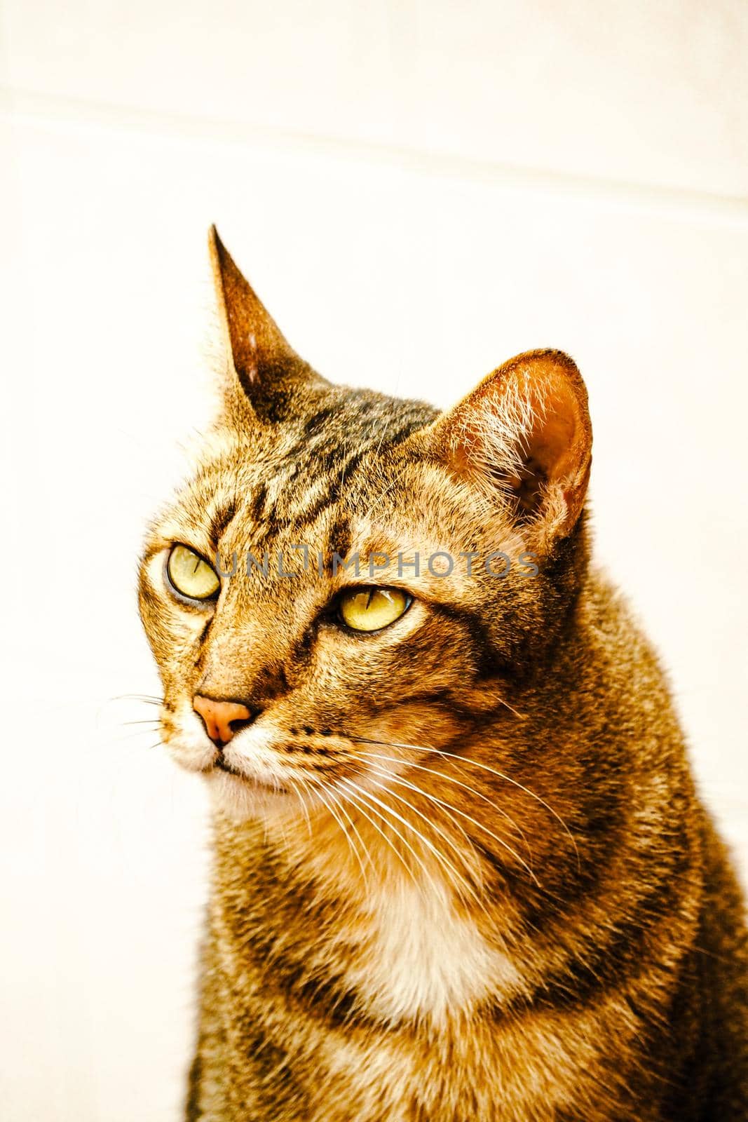 adorable animal pet tabby cat close up face on white background by Petrichor