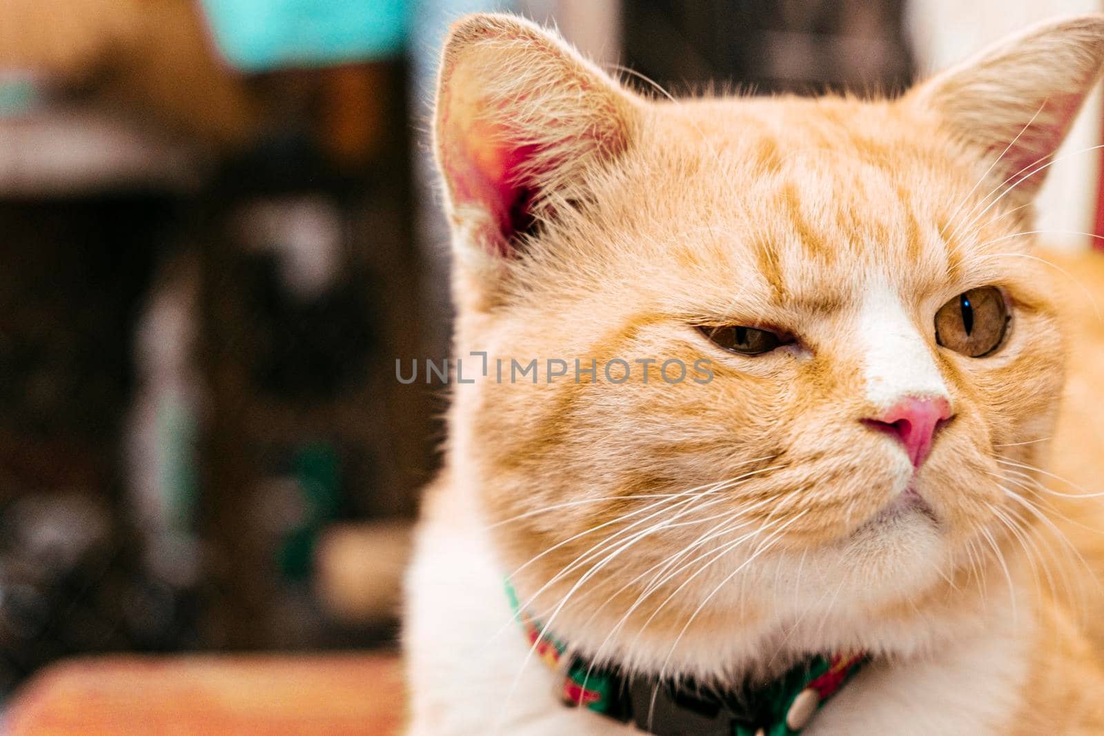 portrait cat of cute red ginger, adorable animal pet close up face