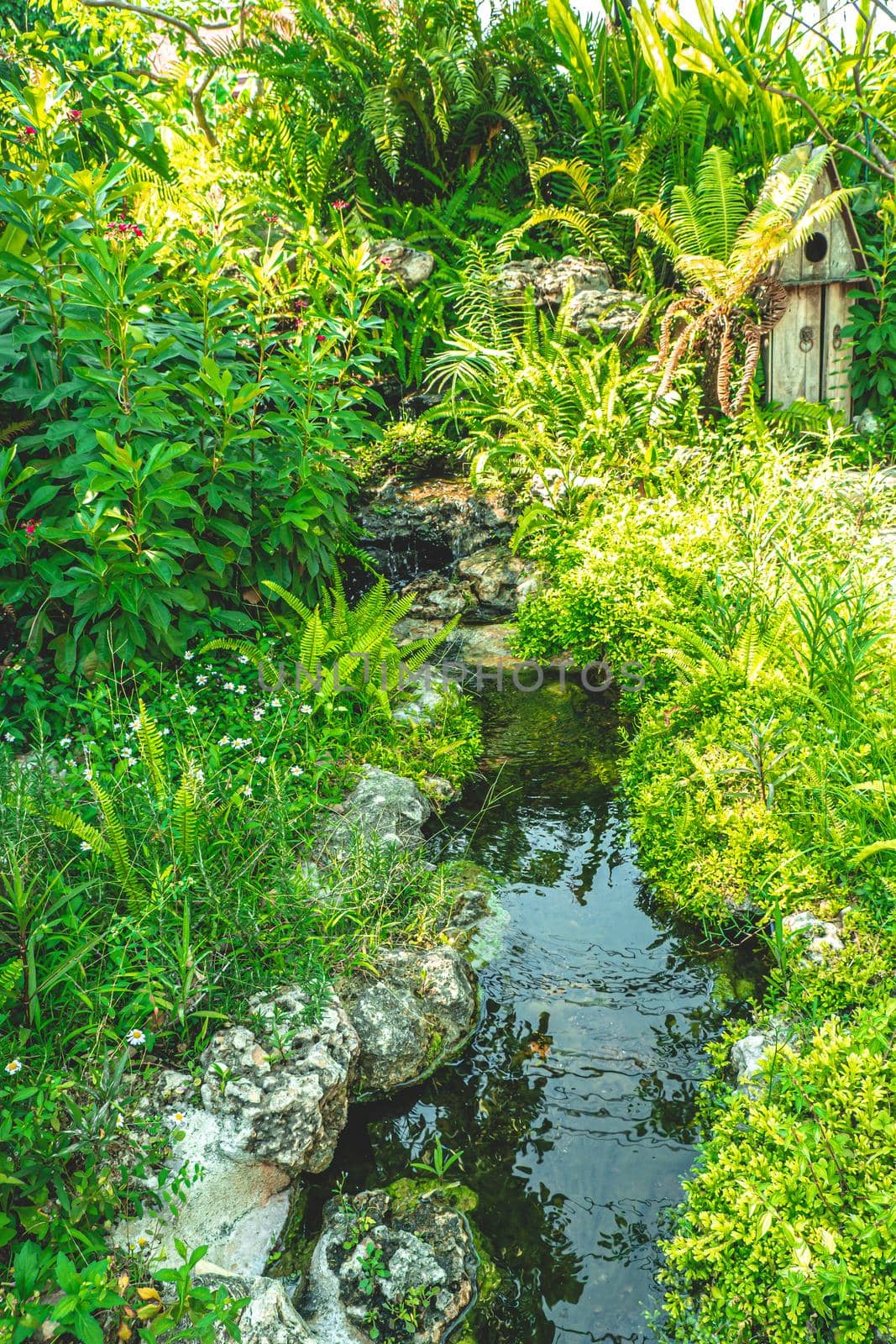 Asian topical garden forest plant with a pond nature background.