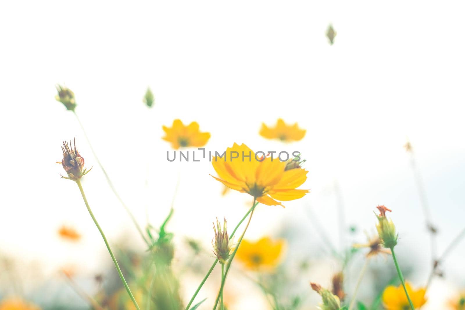 Yellow Cosmos flowers blooming in meadow garden spring nature background by Petrichor