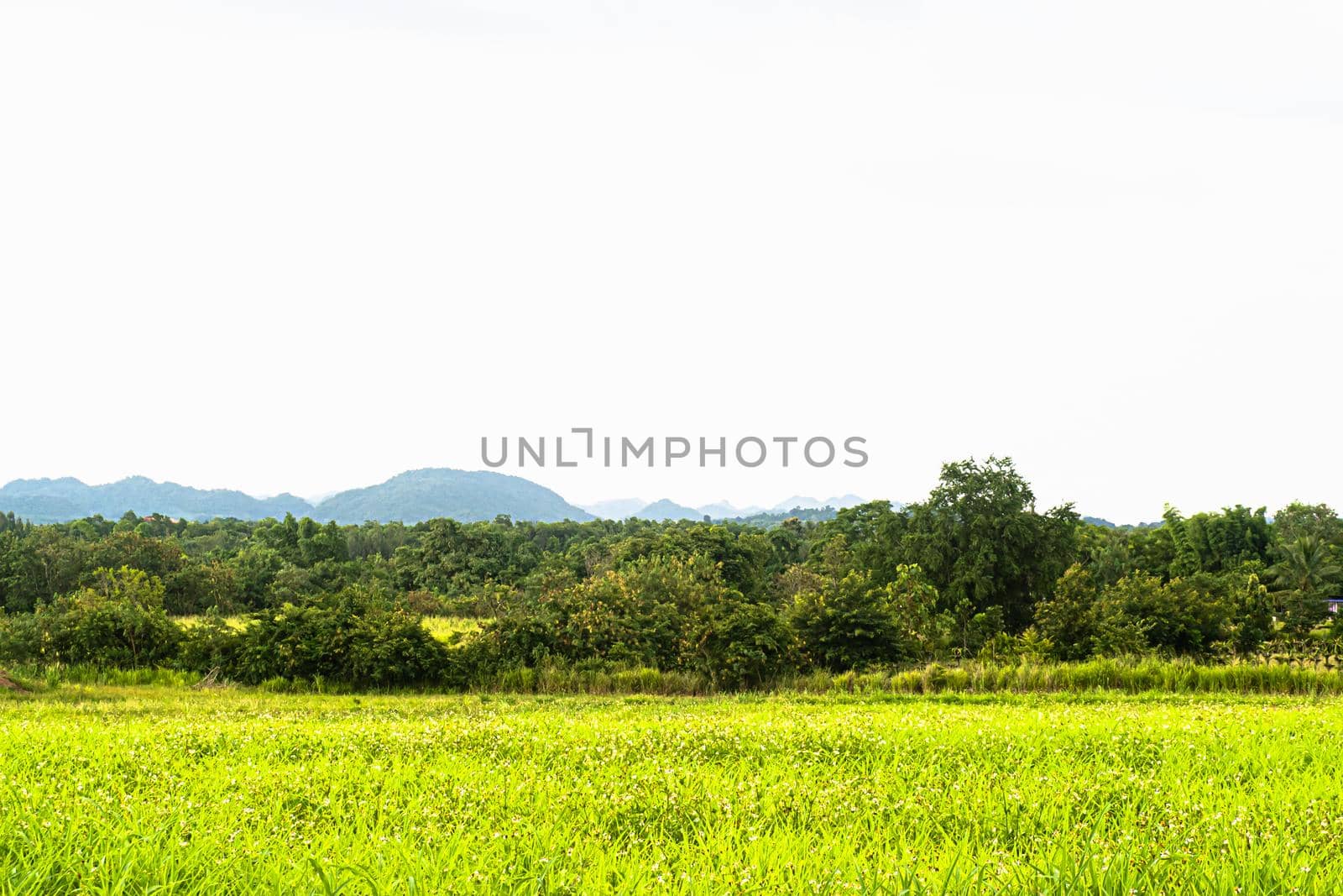 landscape with traditional mountain chalet and fresh green mountain pastures in summer