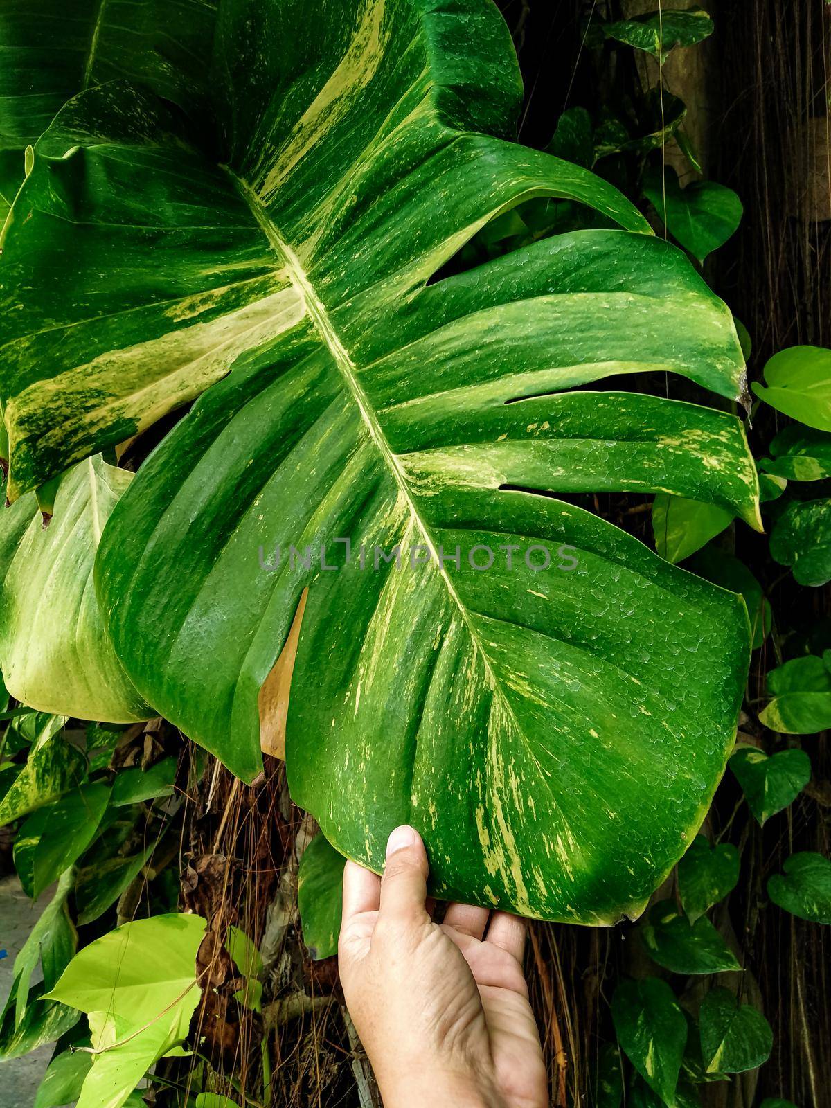 hand touching  Monstera Leaf.  Swiss Cheese Plant.  Monstera Deliciosa. tropical green leaves background. Ecological concept