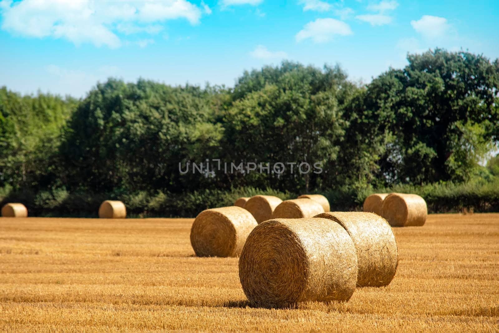 Hay bale and straw in the field. English Rural landscape. Wheat yellow golden harvest in summer. Countryside natural landscape. Grain crop, harvesting