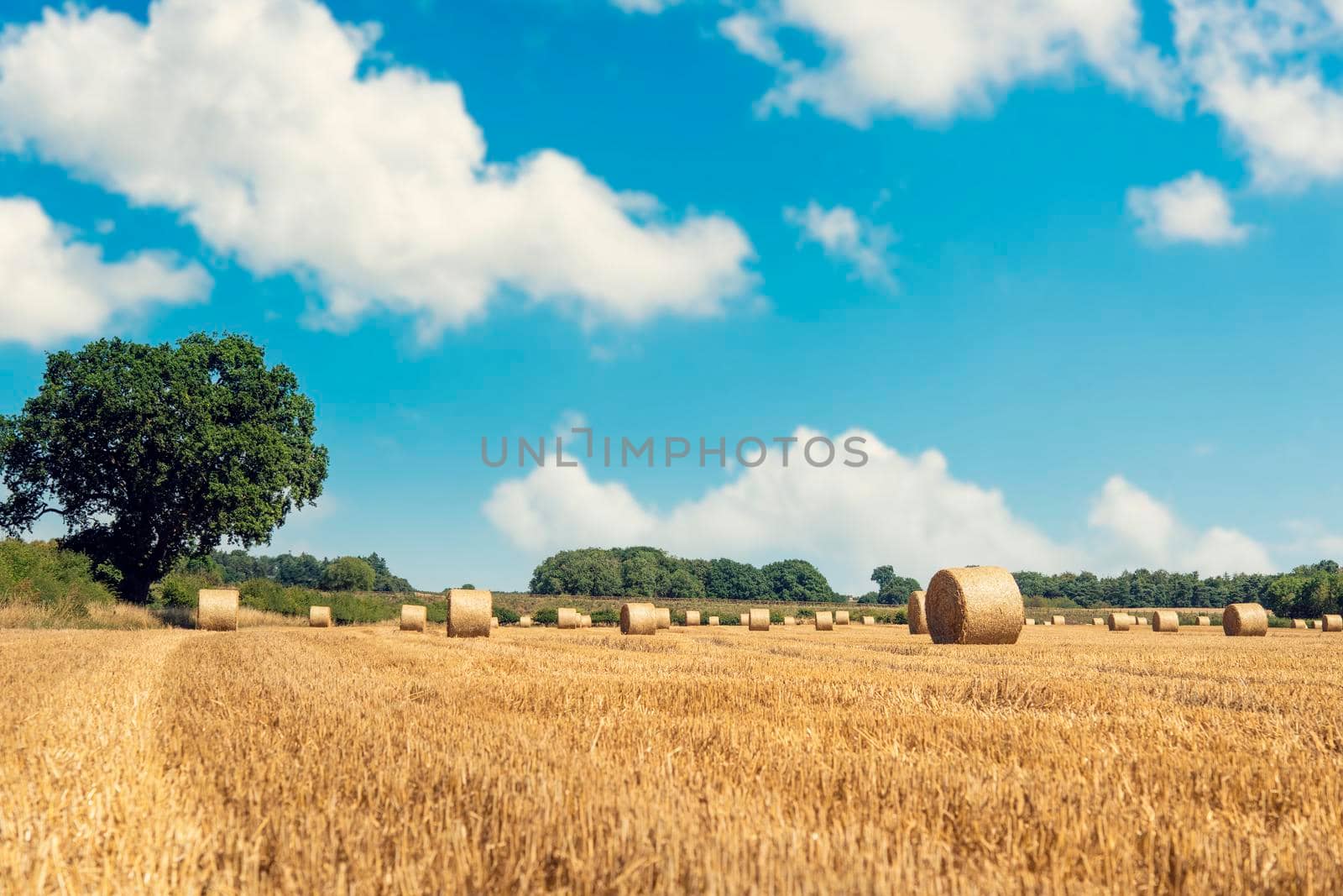 Hay bale and straw in the field. English Rural landscape. Wheat yellow golden harvest in summer. Countryside natural landscape. Grain crop, harvesting
