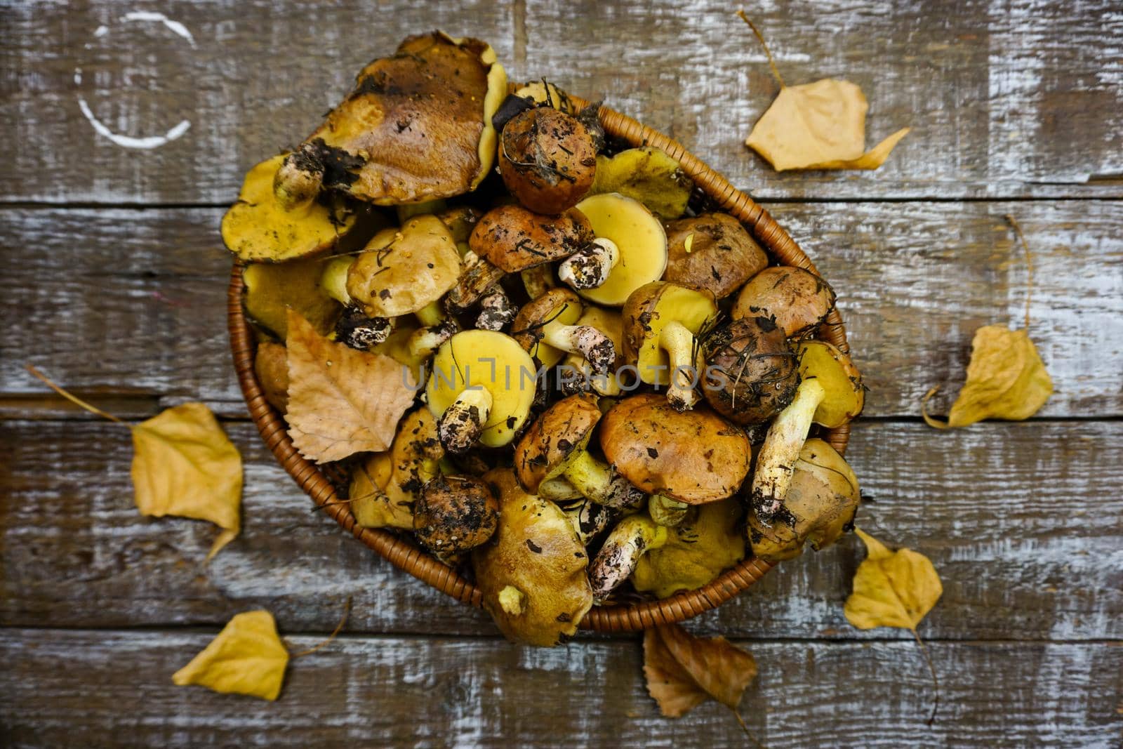 There are freshly picked butter mushrooms in the basket by Spirina