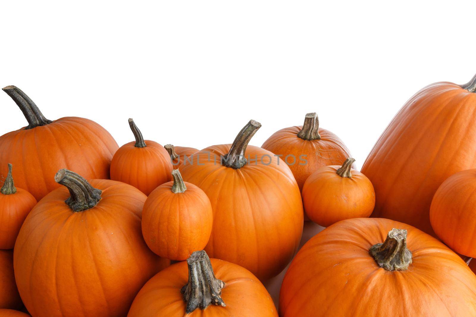 Heap of many orange pumpkins isolated on white background, Halloween day celebration concept, autumn harvest