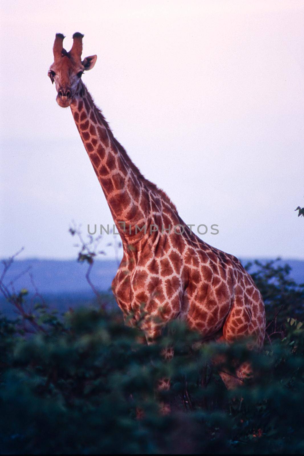 Giraffe (Giraffa camelopardalis) , Kruger National Park, mpumalanga, south africa