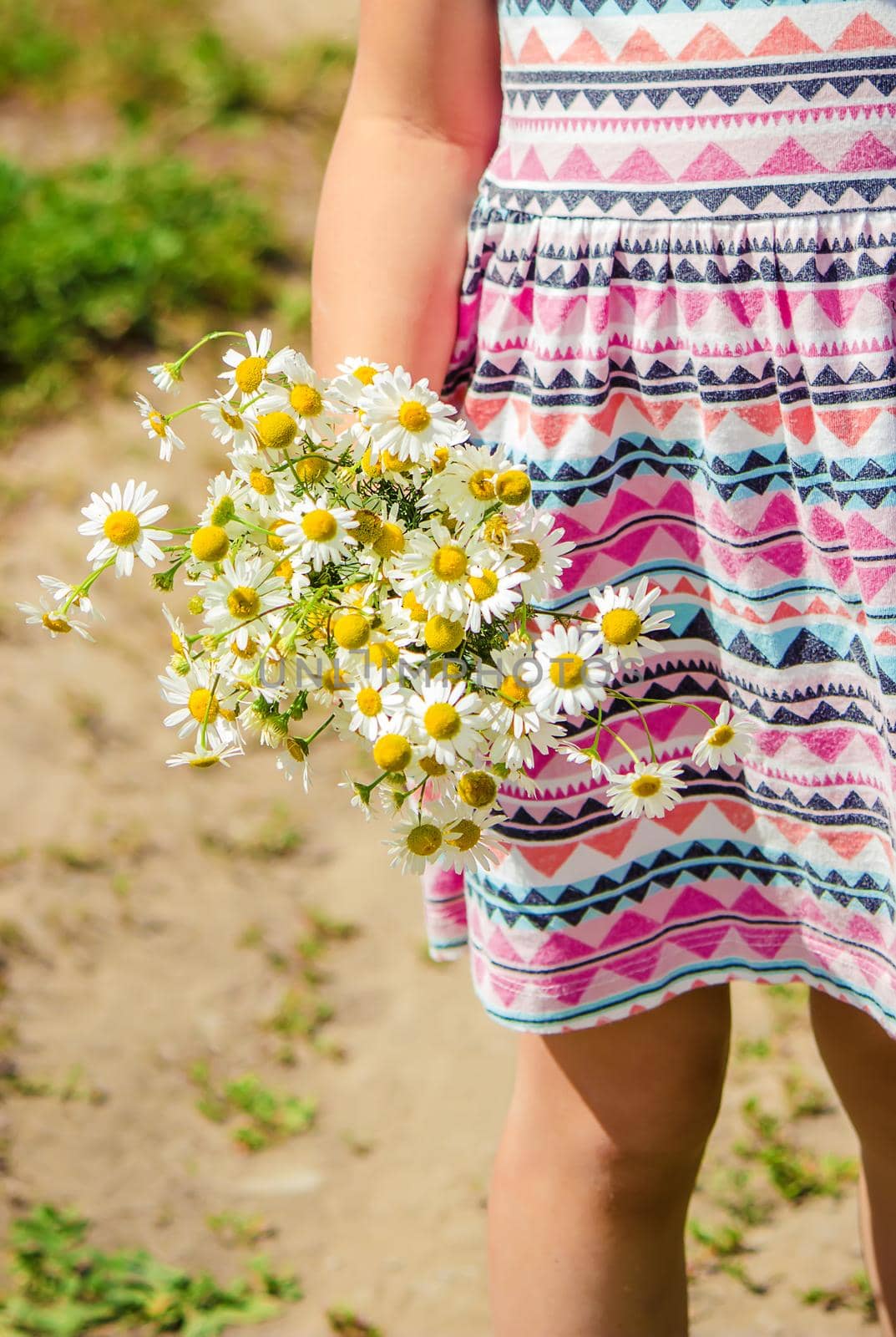 Girl with chamomile. Selective focus. nature flowers. Child.