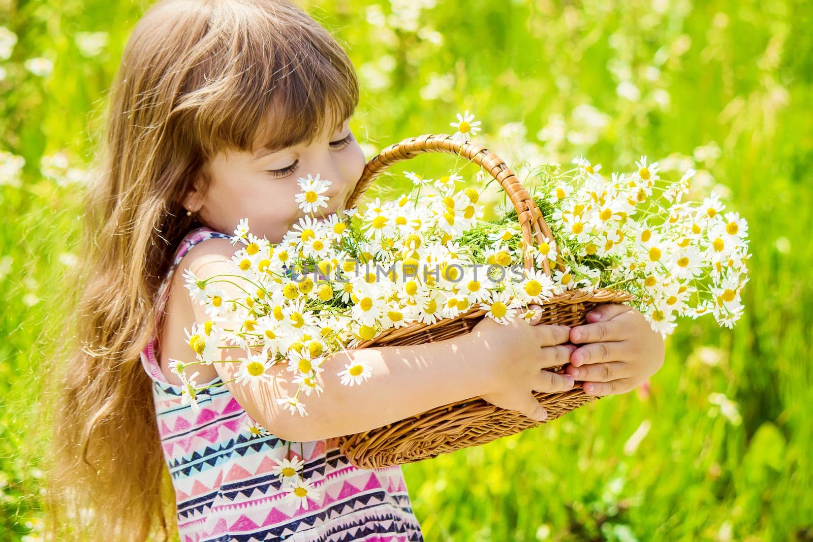 Girl with chamomile. Selective focus. nature flowers. Child.