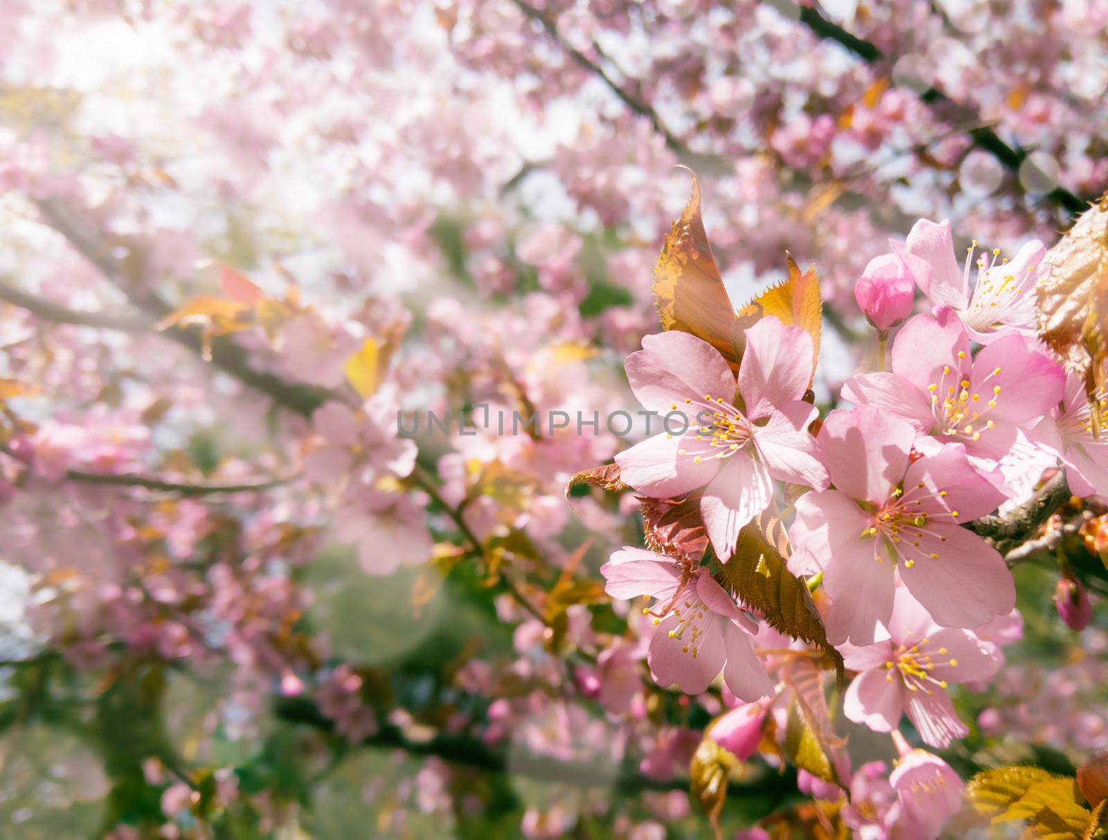 Pink cherry tree blossom with sun rays on it. Stock photo