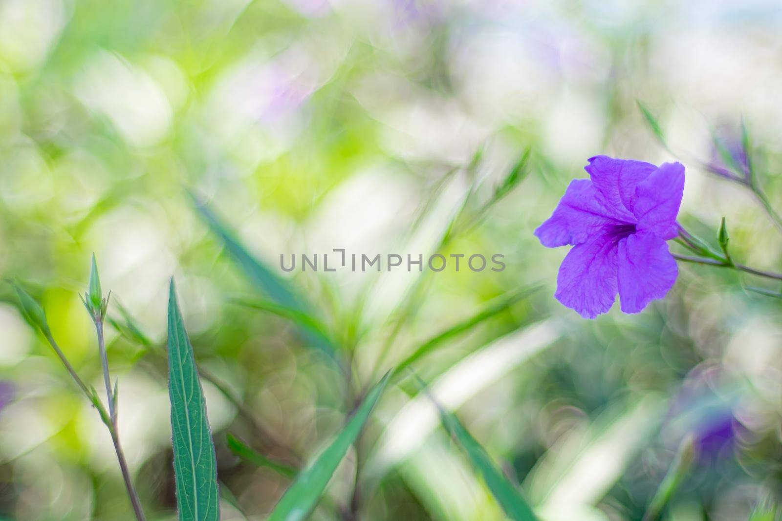 violet wild forest flowers plant over blur spring nature background by Petrichor