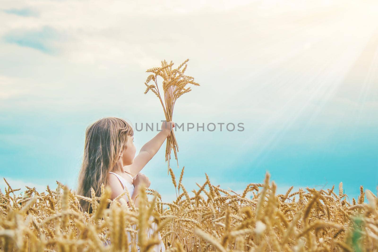 child in a wheat field. selective focus. nature