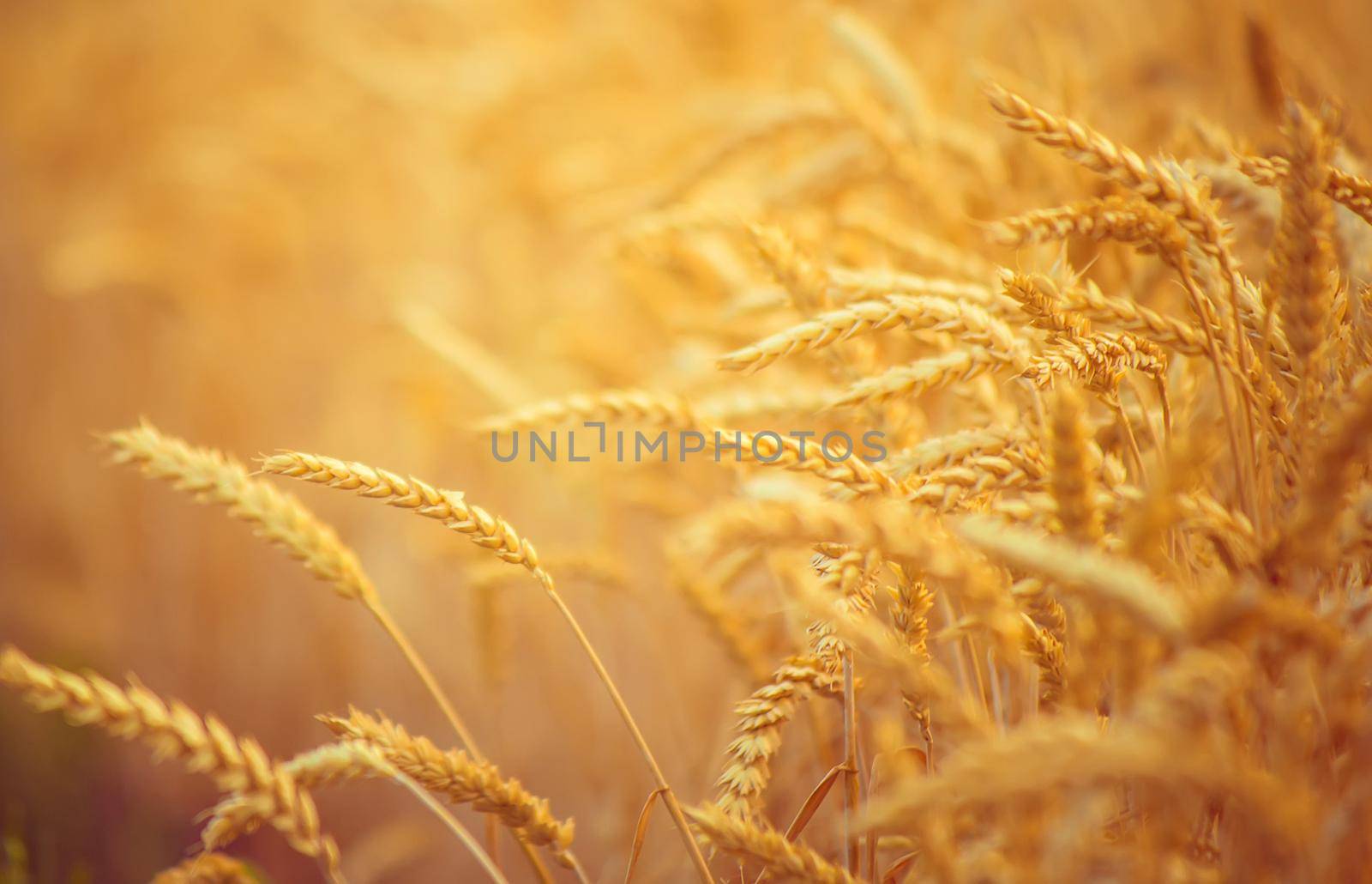 A field of wheat. Selective focus. Nature. by yanadjana
