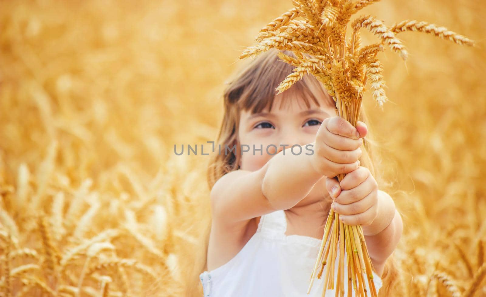 child in a wheat field. selective focus. nature