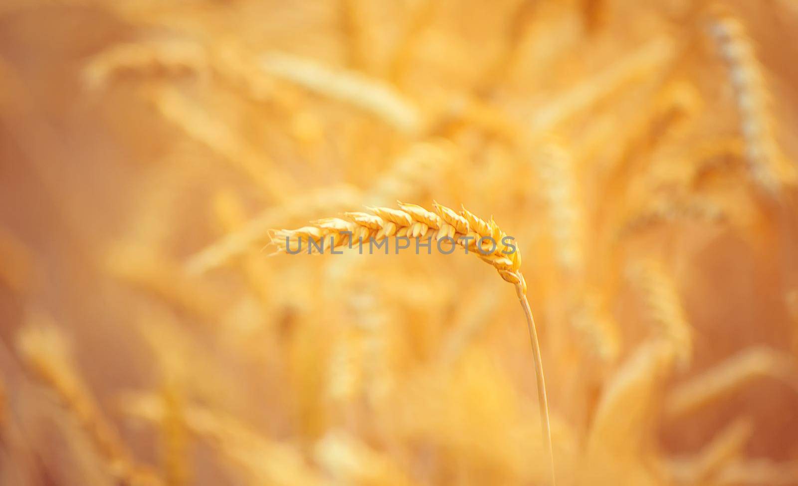 A field of wheat. Selective focus. Nature. by yanadjana