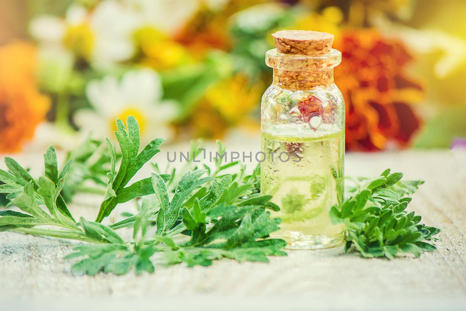 wormwood extract in a small jar. Selective focus. nature.