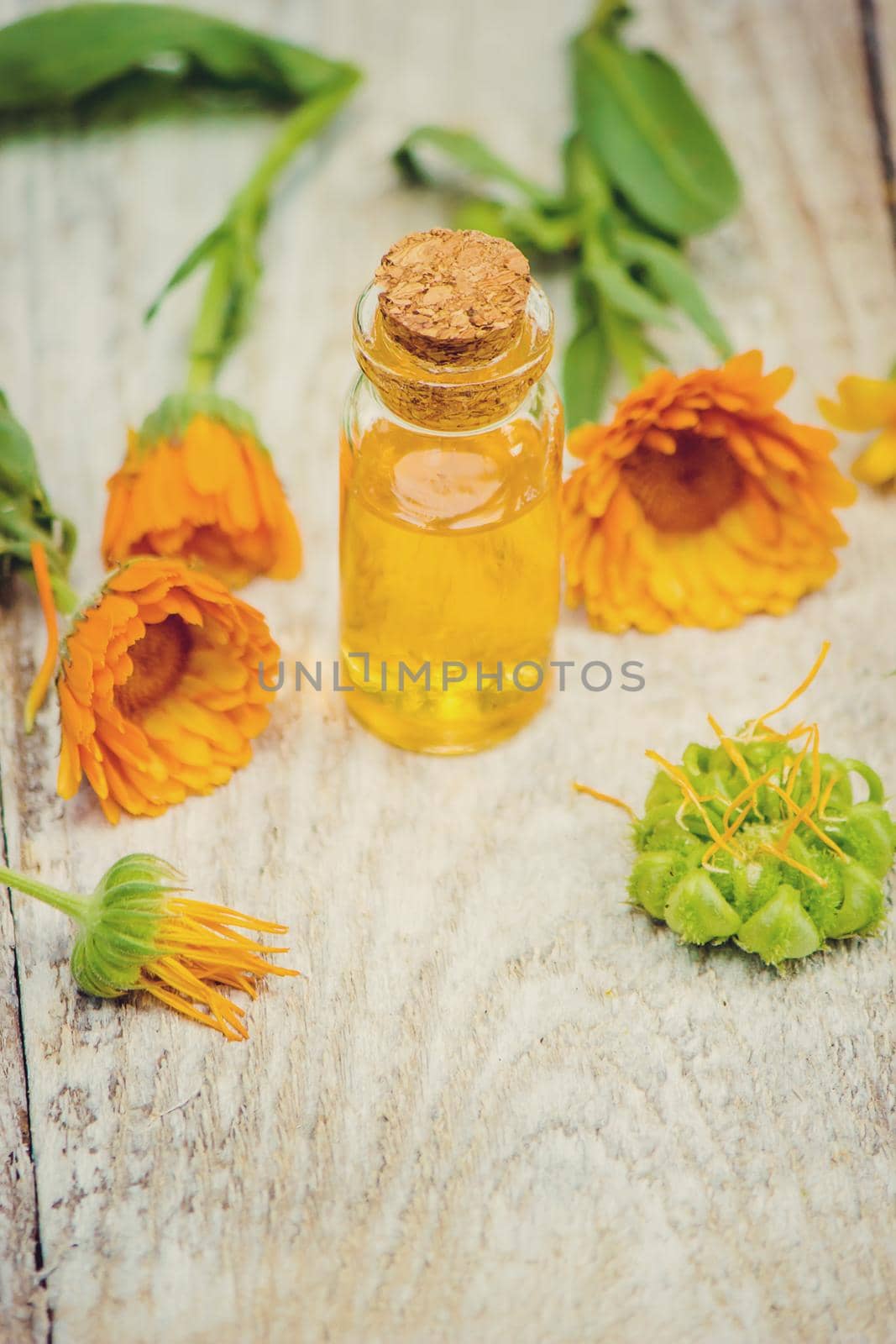 The calendula extract. Medicinal plants. Selective focus. nature.