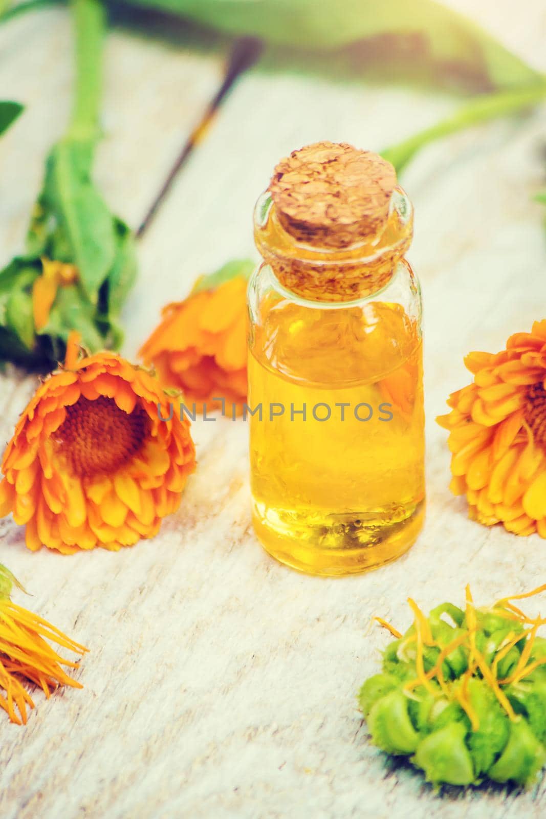 The calendula extract. Medicinal plants. Selective focus. nature.