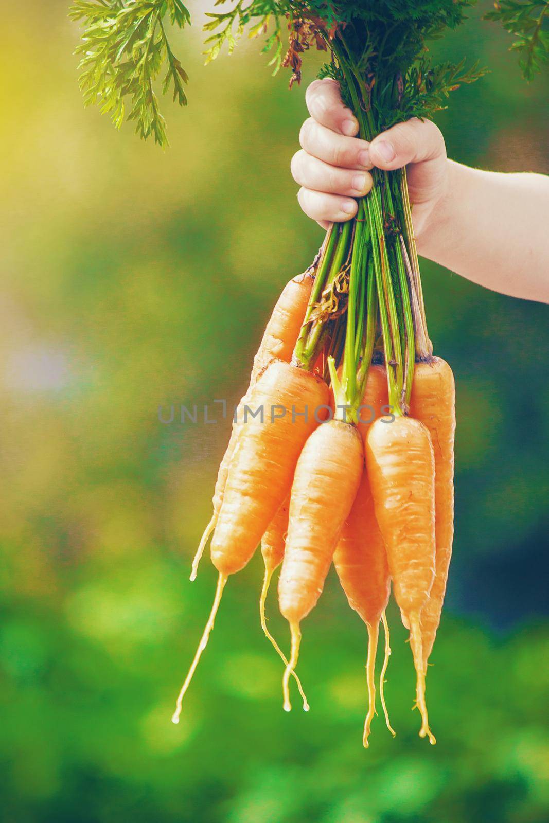 Child and vegetables on the farm. Selective focus. by yanadjana