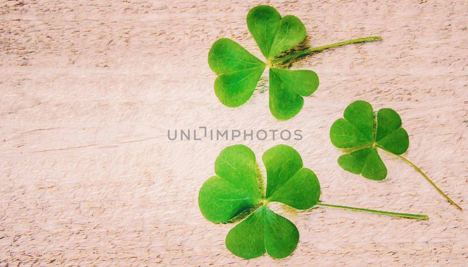 Clover leaf. Happy St. Patrick's Day. Selective focus. nature.
