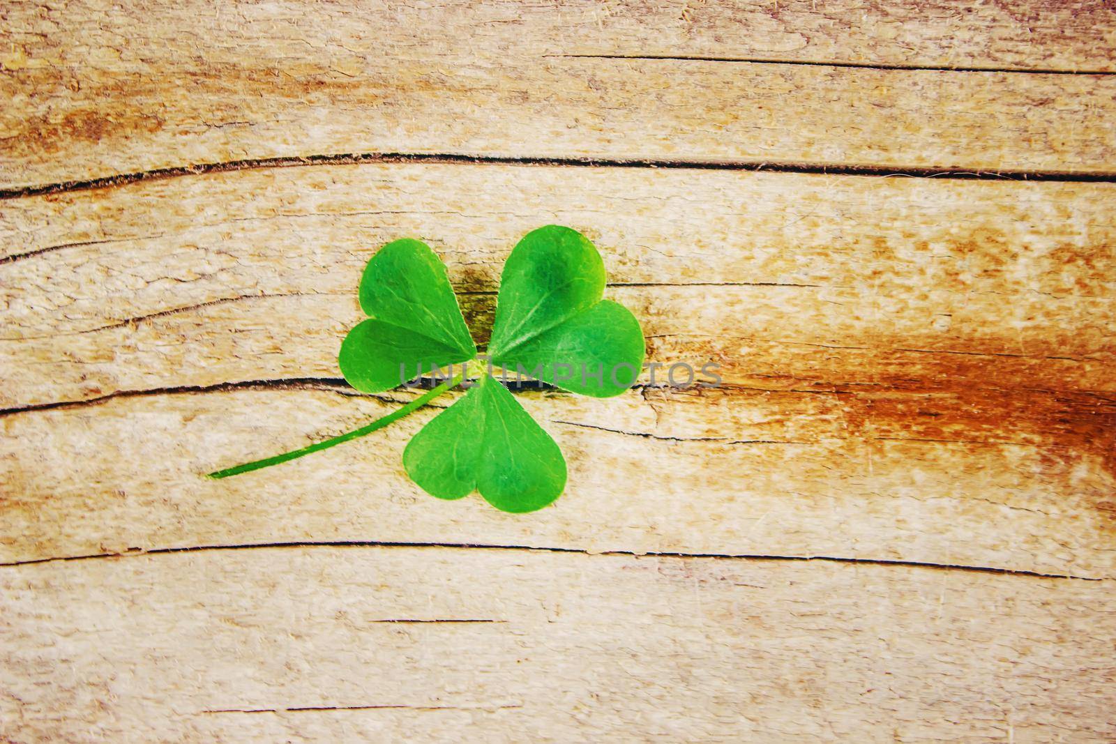 Clover leaf. Happy St. Patrick's Day. Selective focus. nature.