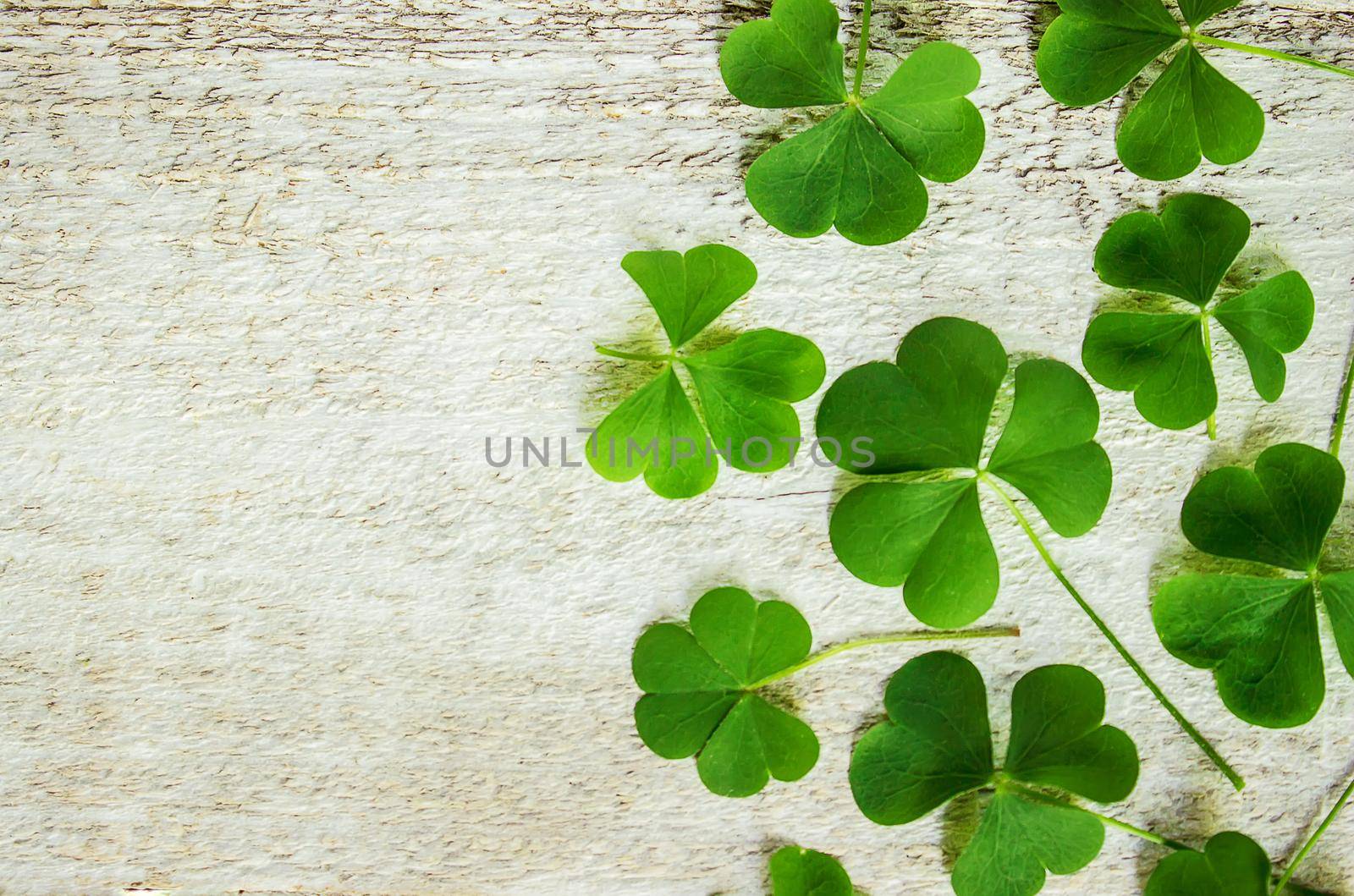 Clover leaf. Happy St. Patrick's Day. Selective focus. nature.