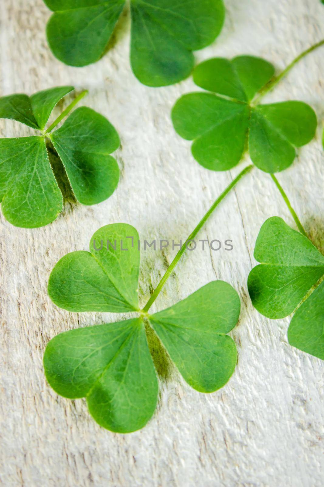 Clover leaf. Happy St. Patrick's Day. Selective focus. nature.