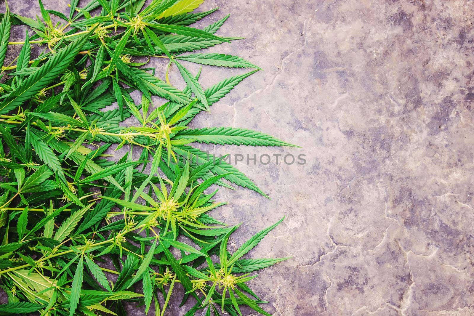 Cannabis herb and leaves for treatment broth, tincture, extract, oil. Selective focus. nature