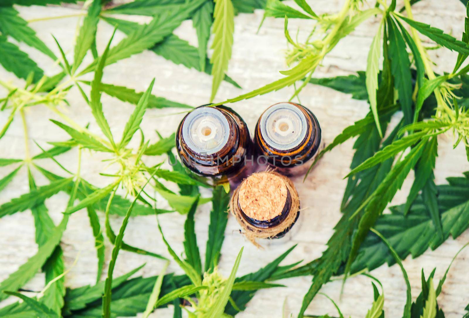 Cannabis herb and leaves for treatment broth, tincture, extract, oil. Selective focus. nature