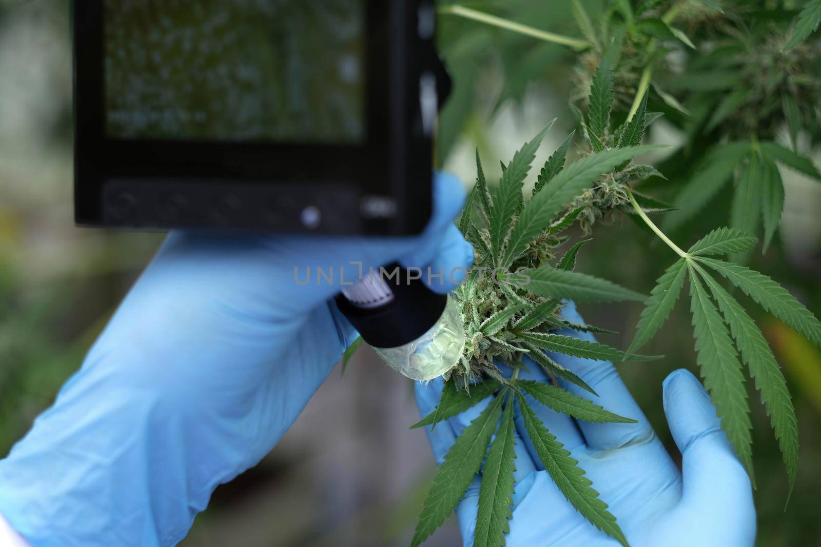 Closeup marijuana researcher use microscope to analyze CBD in curative cannabis farm before harvesting to produce cannabis products.