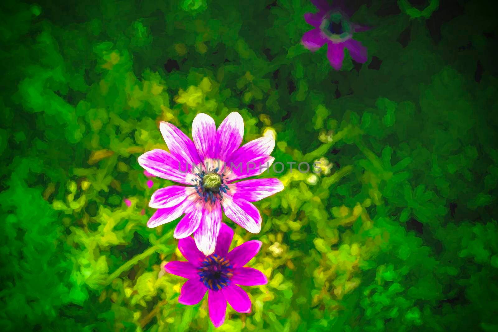 An Illustration of a pink white flower. Digitally painted.