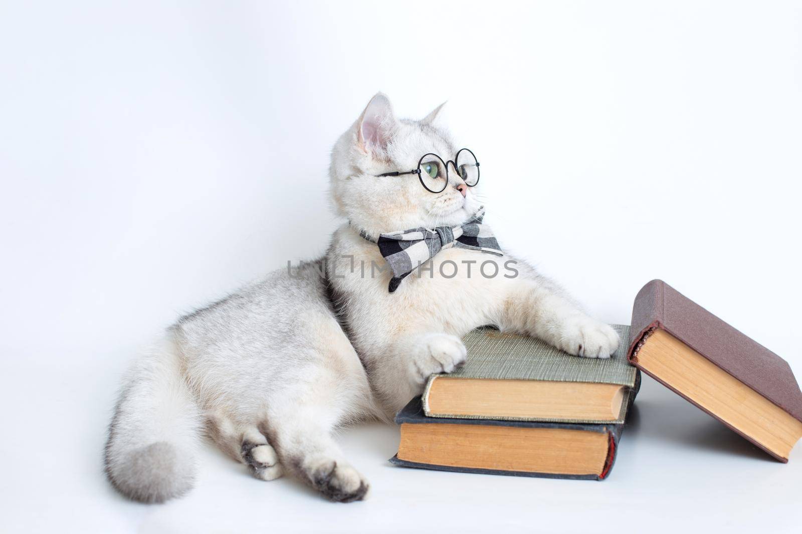 white cat in a gray bow tie and glasses, lies on a stack of old books, looking away, isolated. copy space