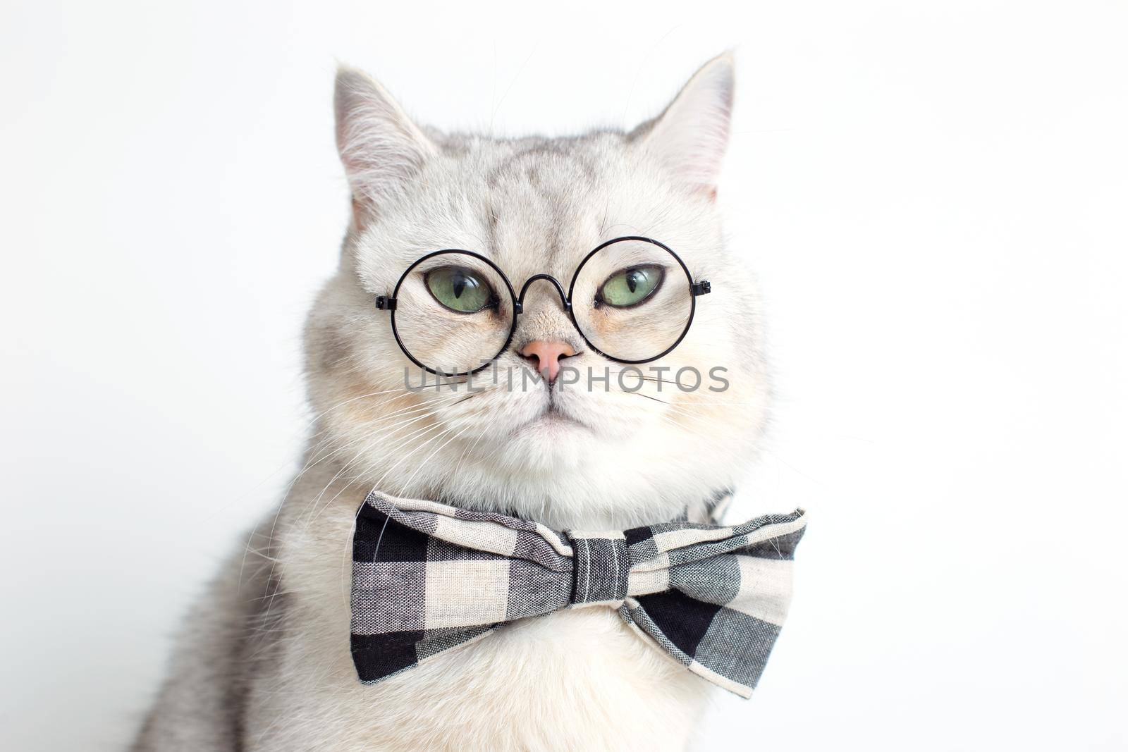Funny white cat in a gray bow tie and glasses, on white background . Close up. Copy space