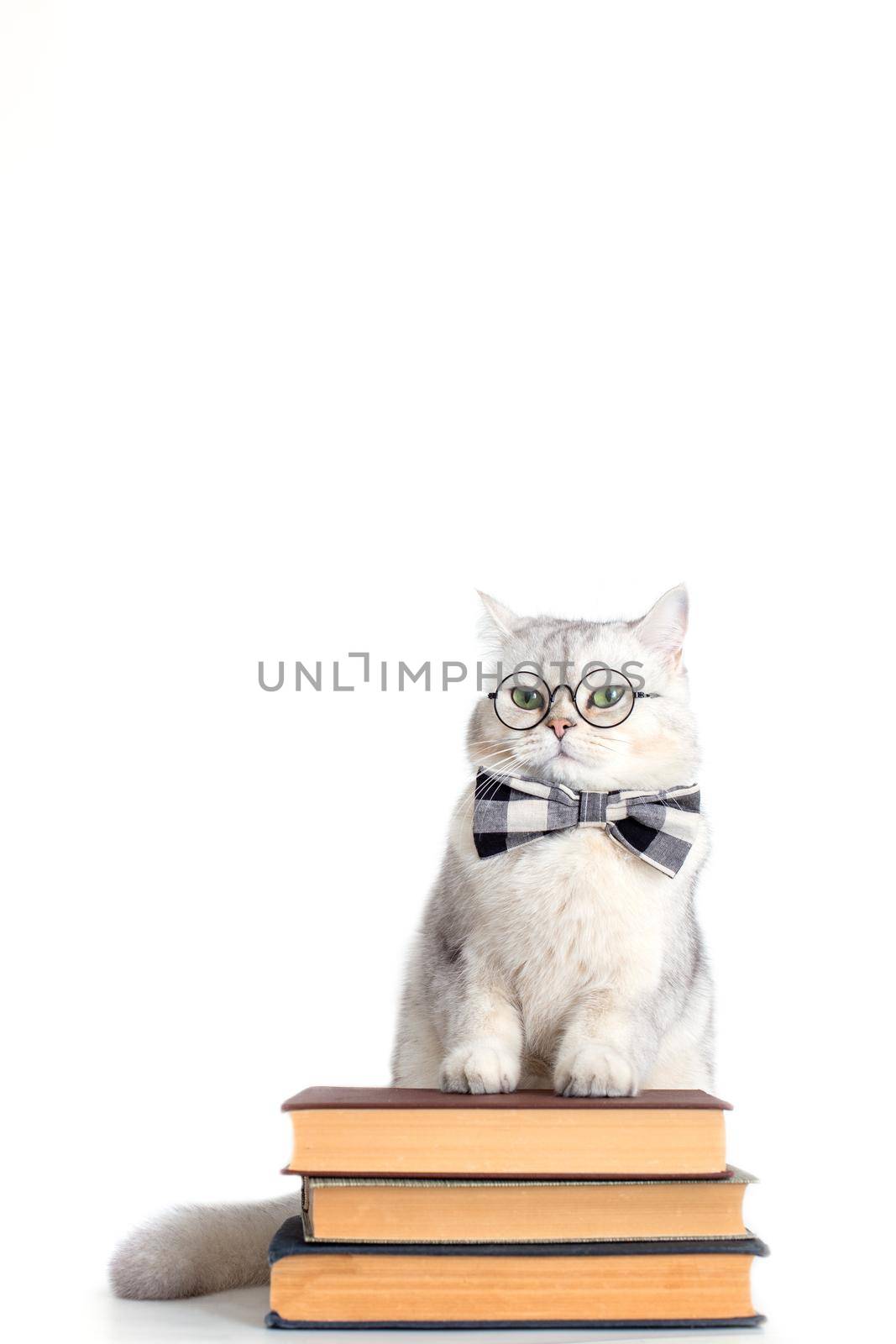 Funny white cat in a bow tie and glasses, standing on a stack of books, isolated on a white background. Vertical. Copy space