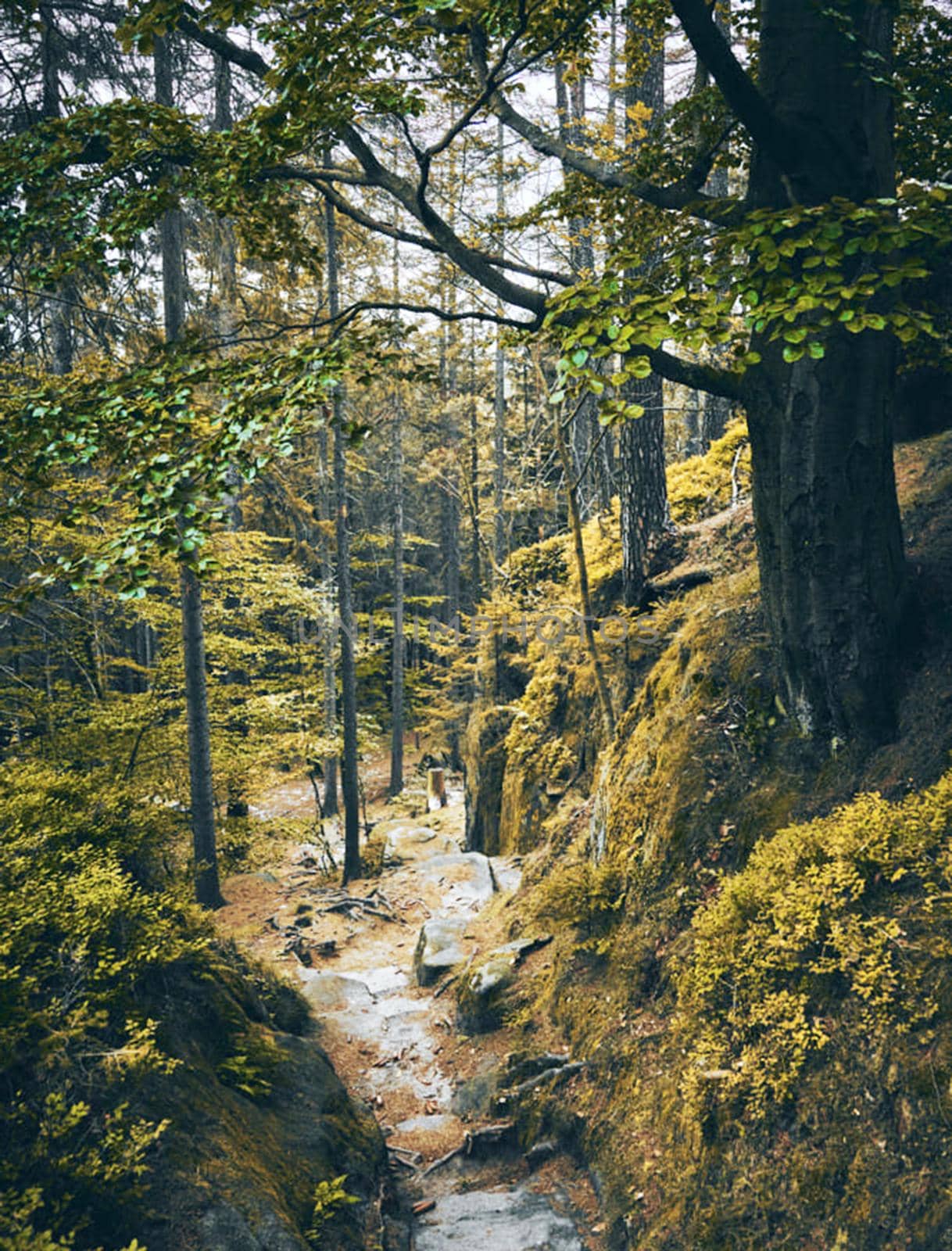 Beautiful Hrensko, Czech Republic pictures