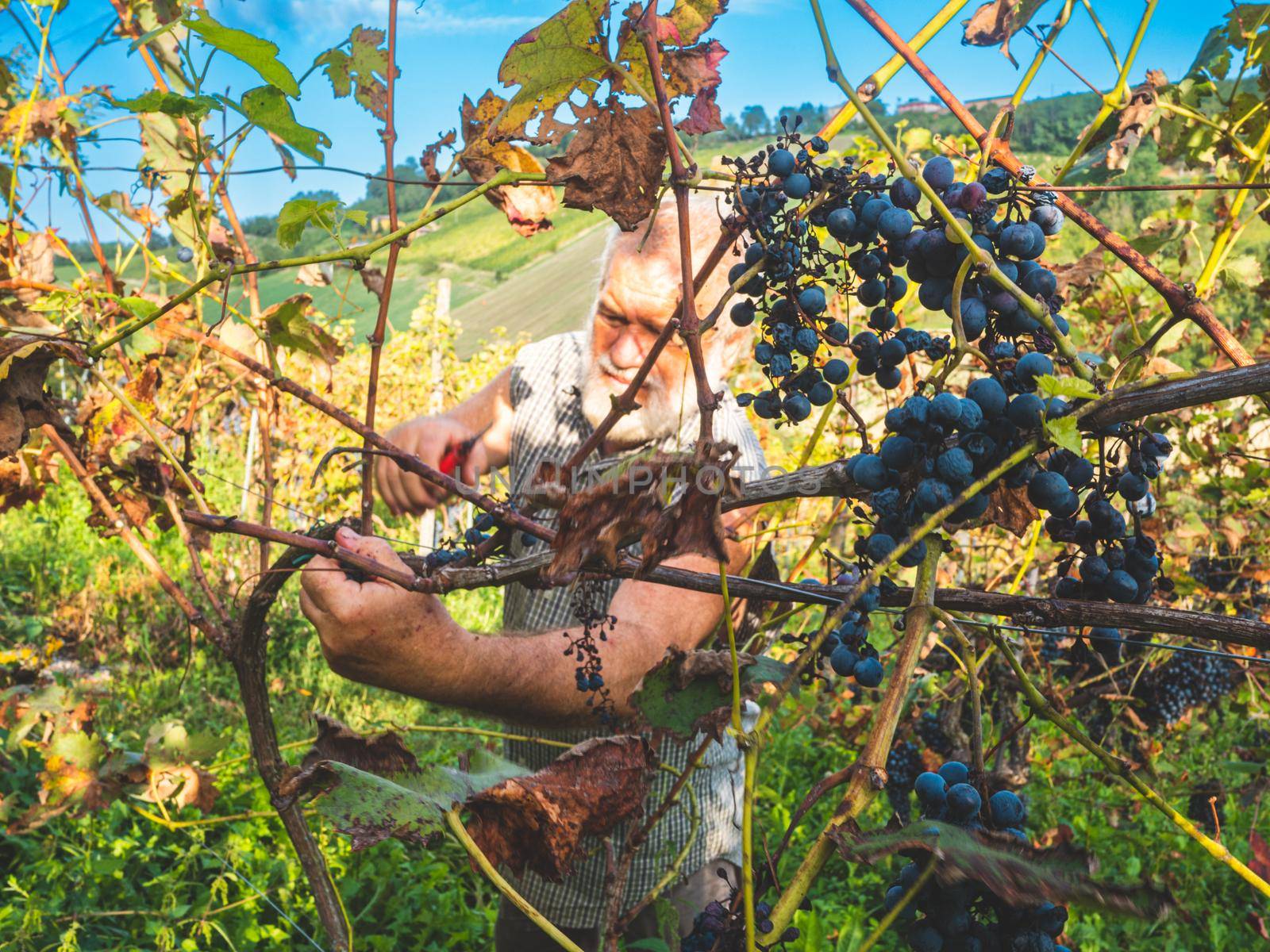 Piacenza, Italy - September 2022 caucasian senior farmer harvesting grapes by verbano