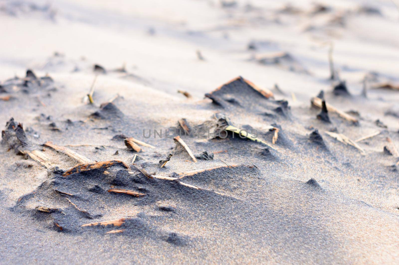 Dead plants in sand sea beach in sunset sunlight. Branches of dry dead plants in sandy coastal area. Nature background. Selective focus. Puri India. by sudiptabhowmick