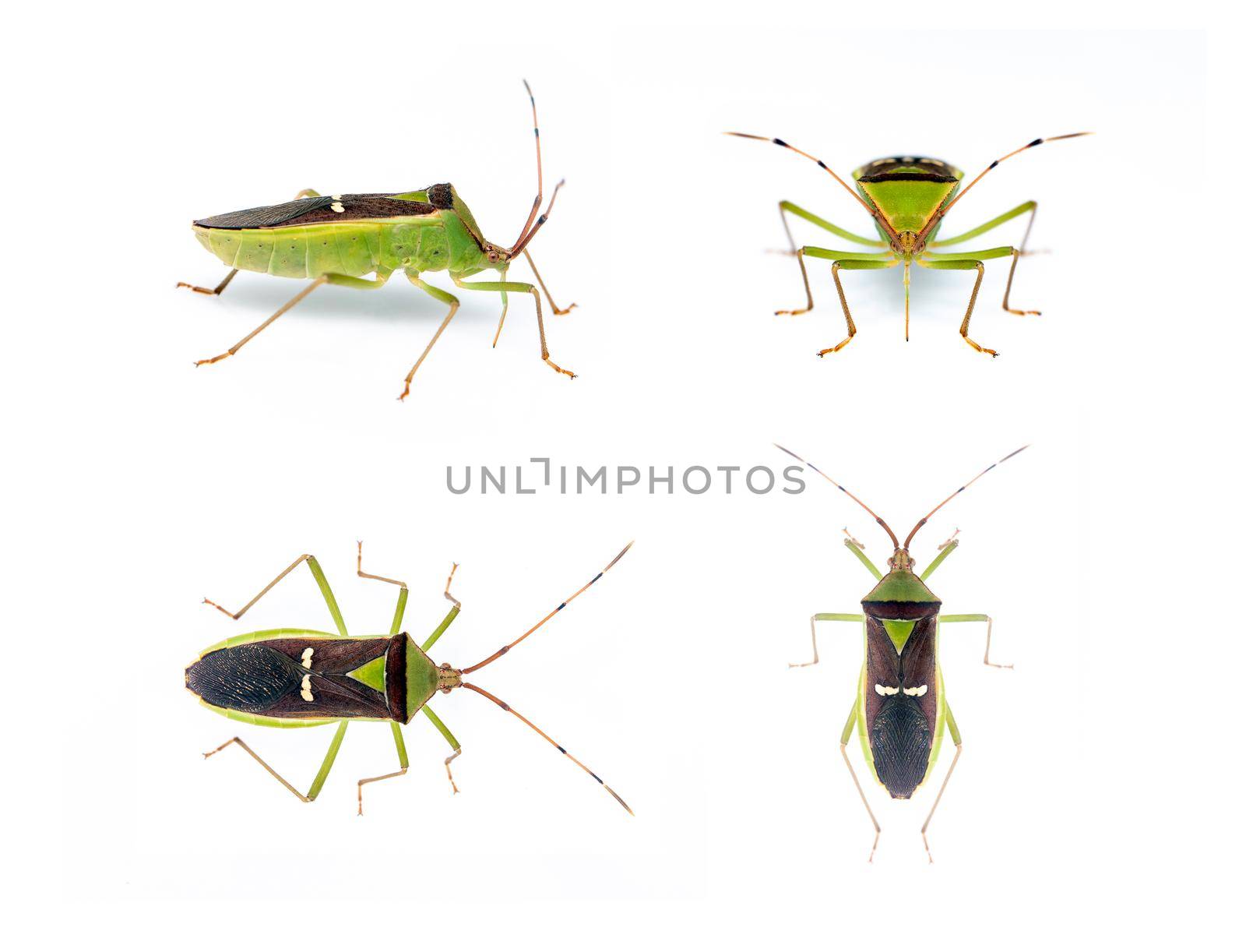 Group of green legume pod bug(Hemiptera) isolated on white background. Animal. Insect. by yod67